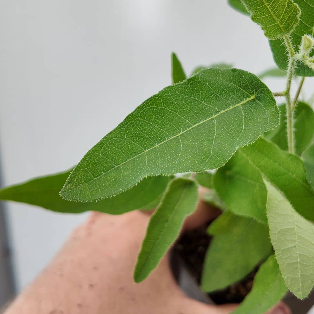 zoom sur le feuillage aromatique de Corymbia citriodora eucalyptus citonné en graines et en plants chez monde vegetal