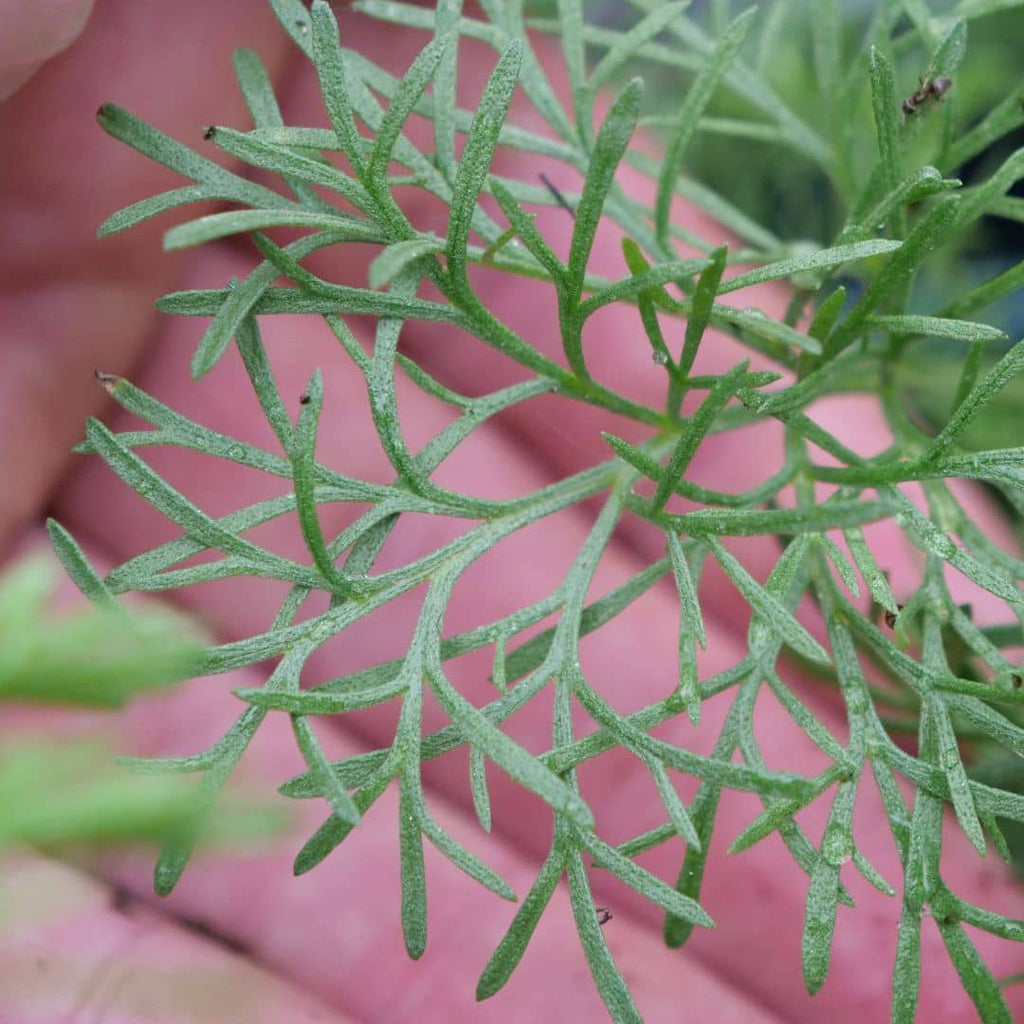zoom sur le feuillage aromatique de l'armoise cola artemisia abrotanum 