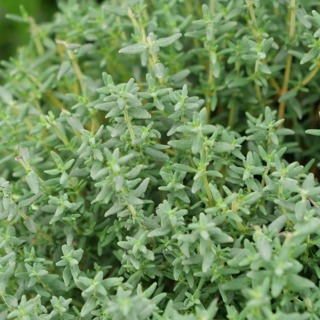 zoom sur le feuillage aromatique du thym commun thymus vulgaris monde vegetal