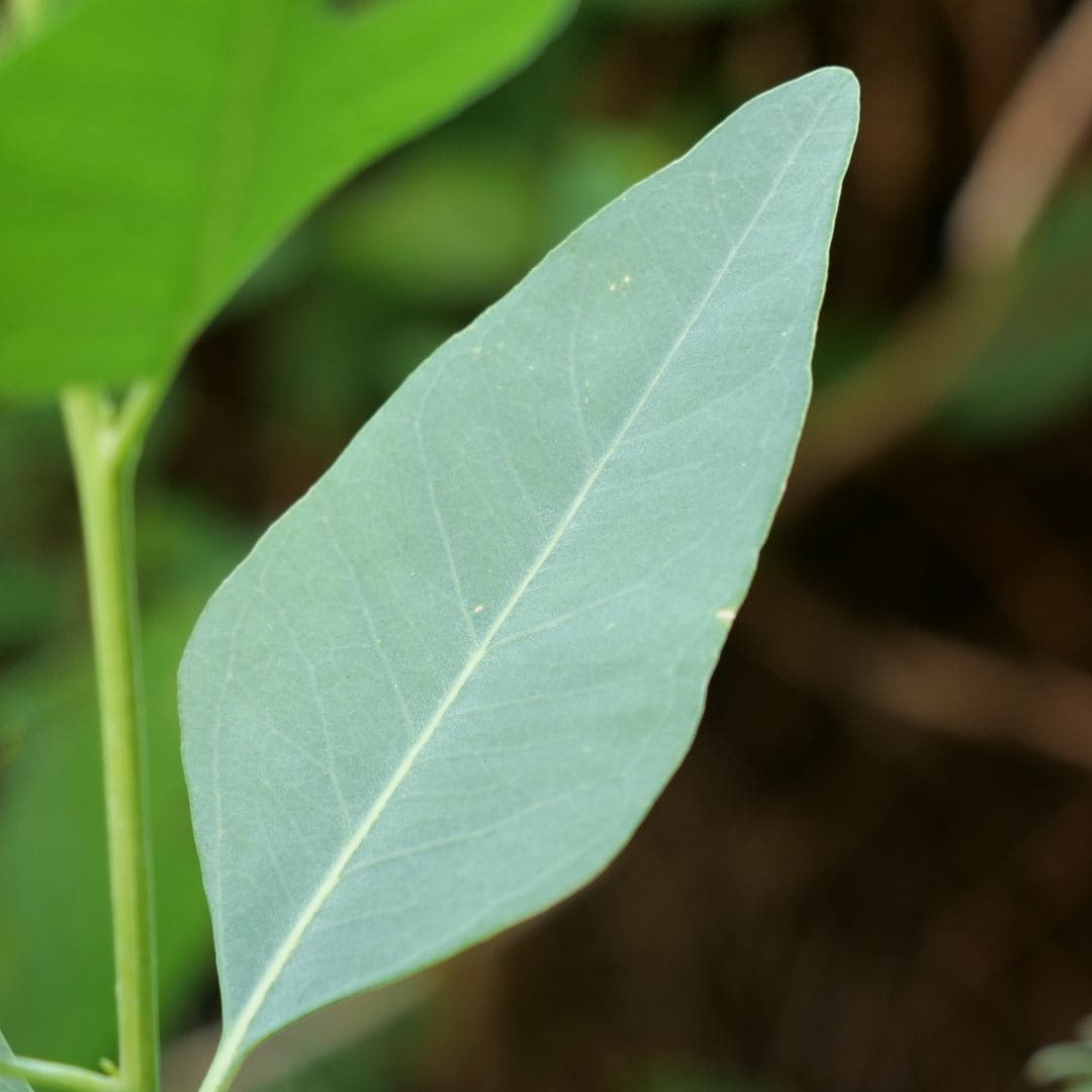 zoom sur le feuillage d'un baby plant d'eucalyptus grandis eucalyptus rare