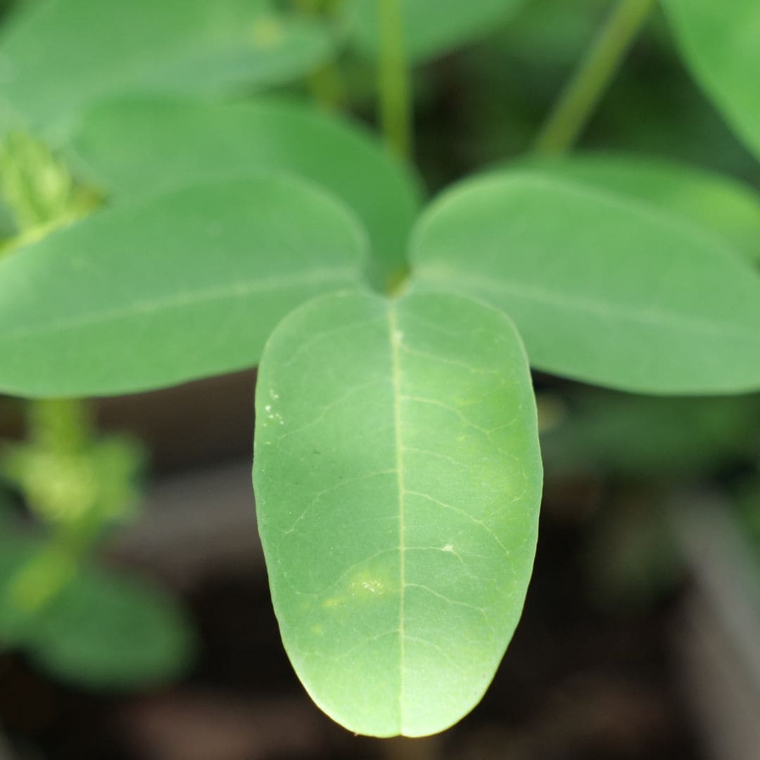 zoom sur le feuillage d'un baby plant de moringa oleifera arbre de vie monde vegetal