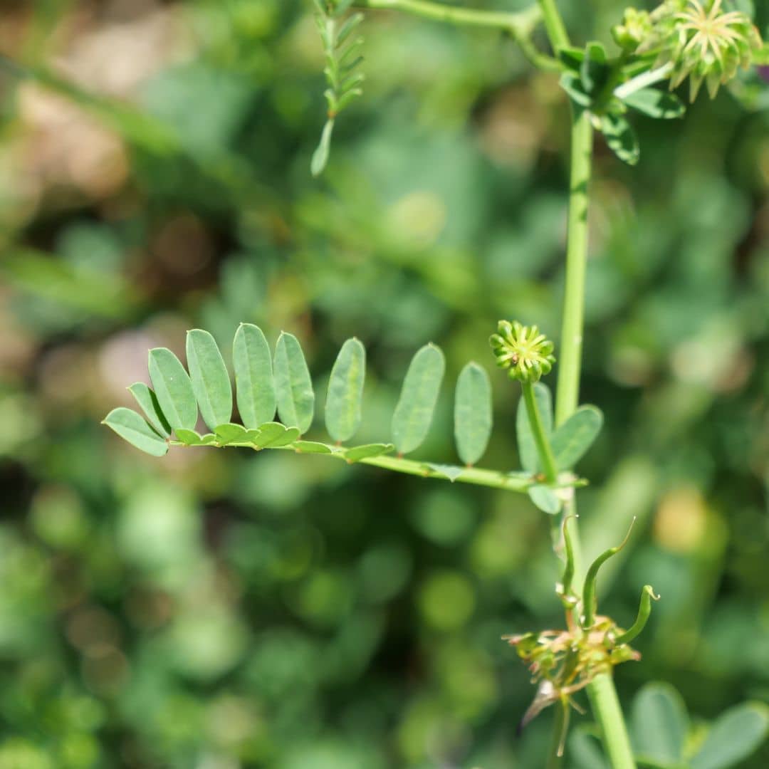 zoom sur le feuillage d'un plant de securigera varia coronille bigarrée