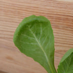 zoom sur le feuillage d'un plantule de chicorée géante maraichère 