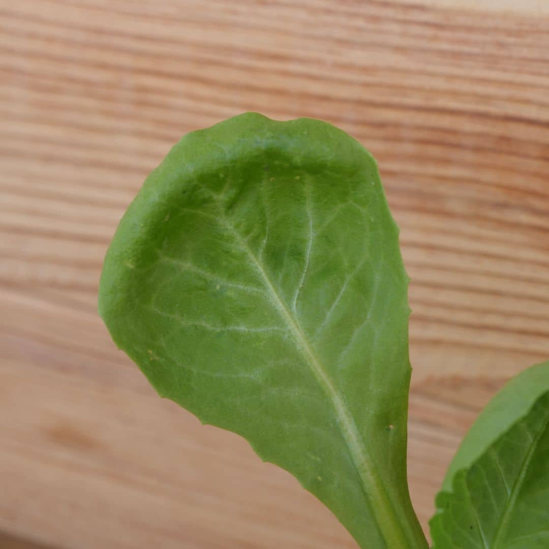 zoom sur le feuillage d'un plantule de chicorée géante maraichère 