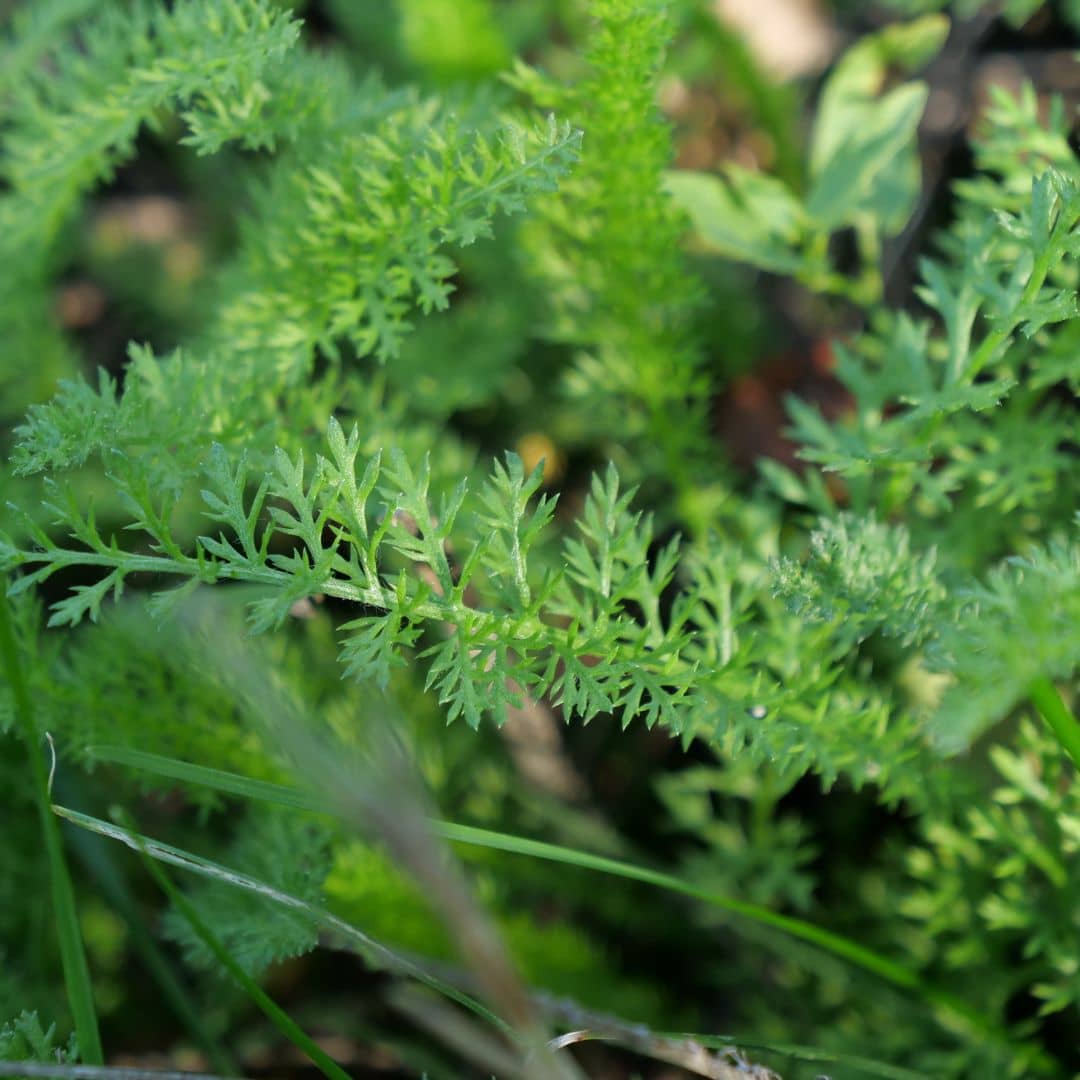 zoom sur le feuillage de l'achillée millefeuille achillea mollefolium