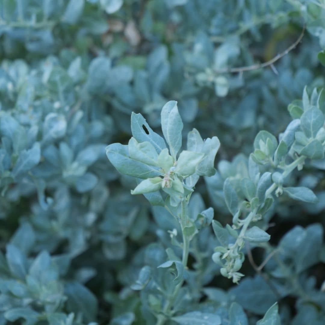 zoom sur le feuillage de l'arroche marine atriplex halimus