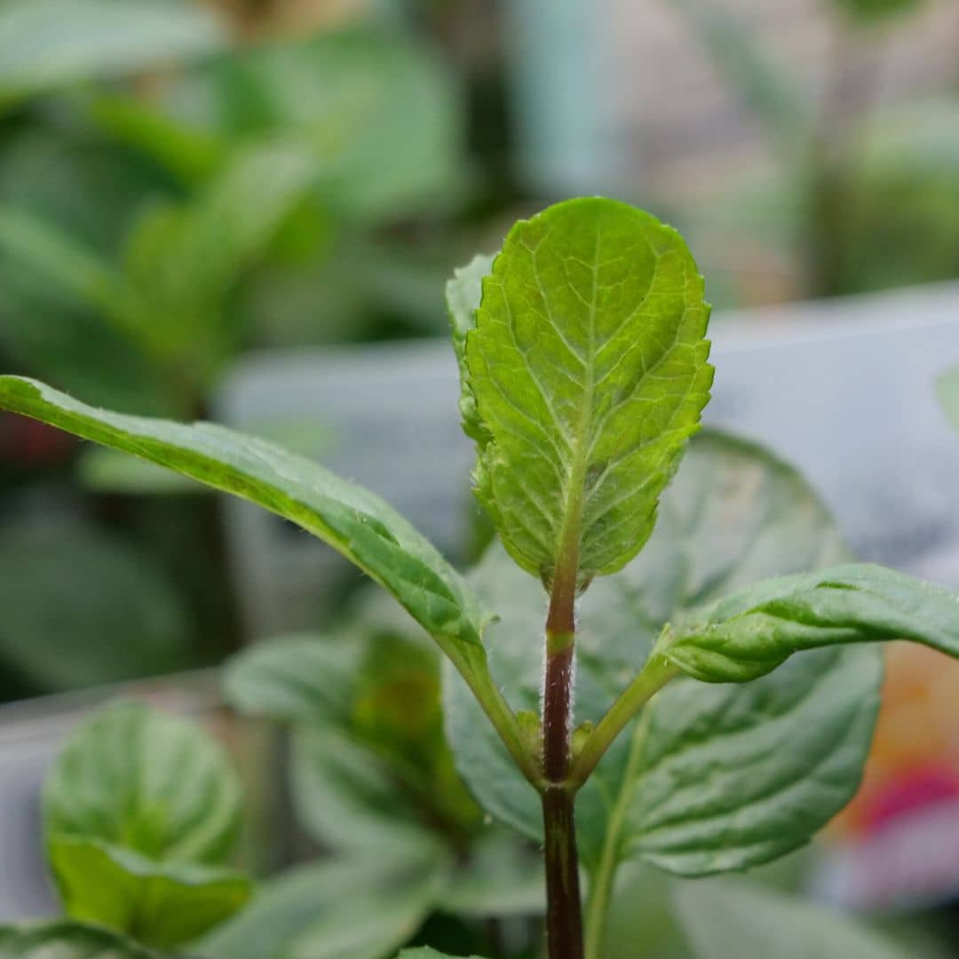 zoom sur le feuillage de la menthe bergamote