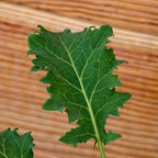 zoom sur le feuillage découpé du chou kale demi nain vert dwarf green curled
