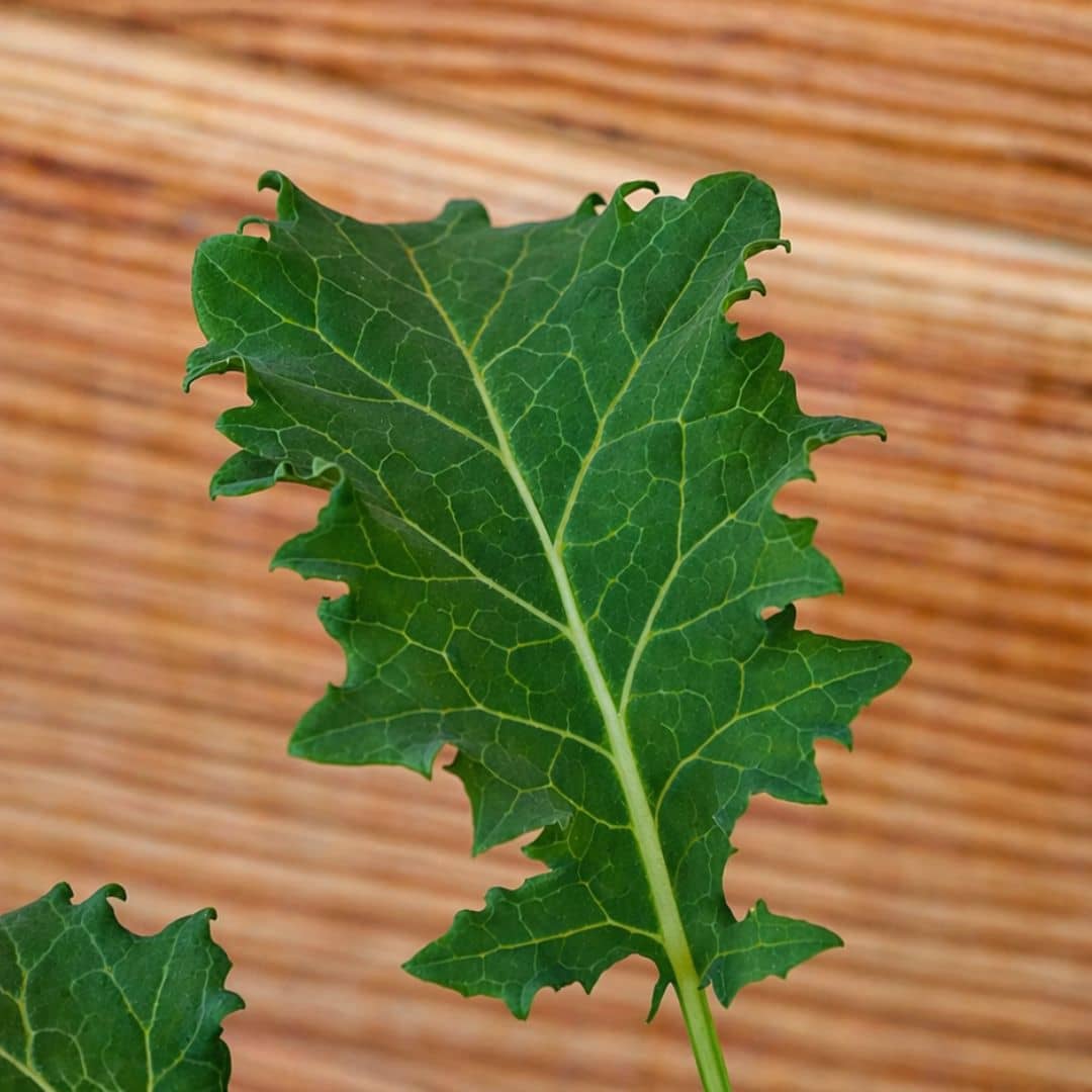 zoom sur le feuillage découpé du chou kale demi nain vert dwarf green curled