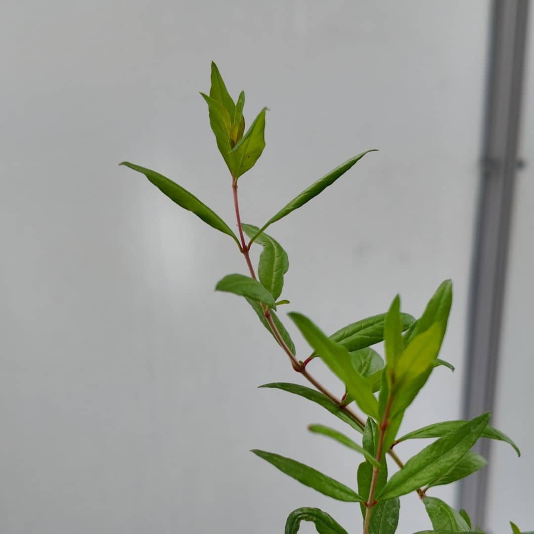 zoom sur le feuillage du grenadier nain punica granatum nana 