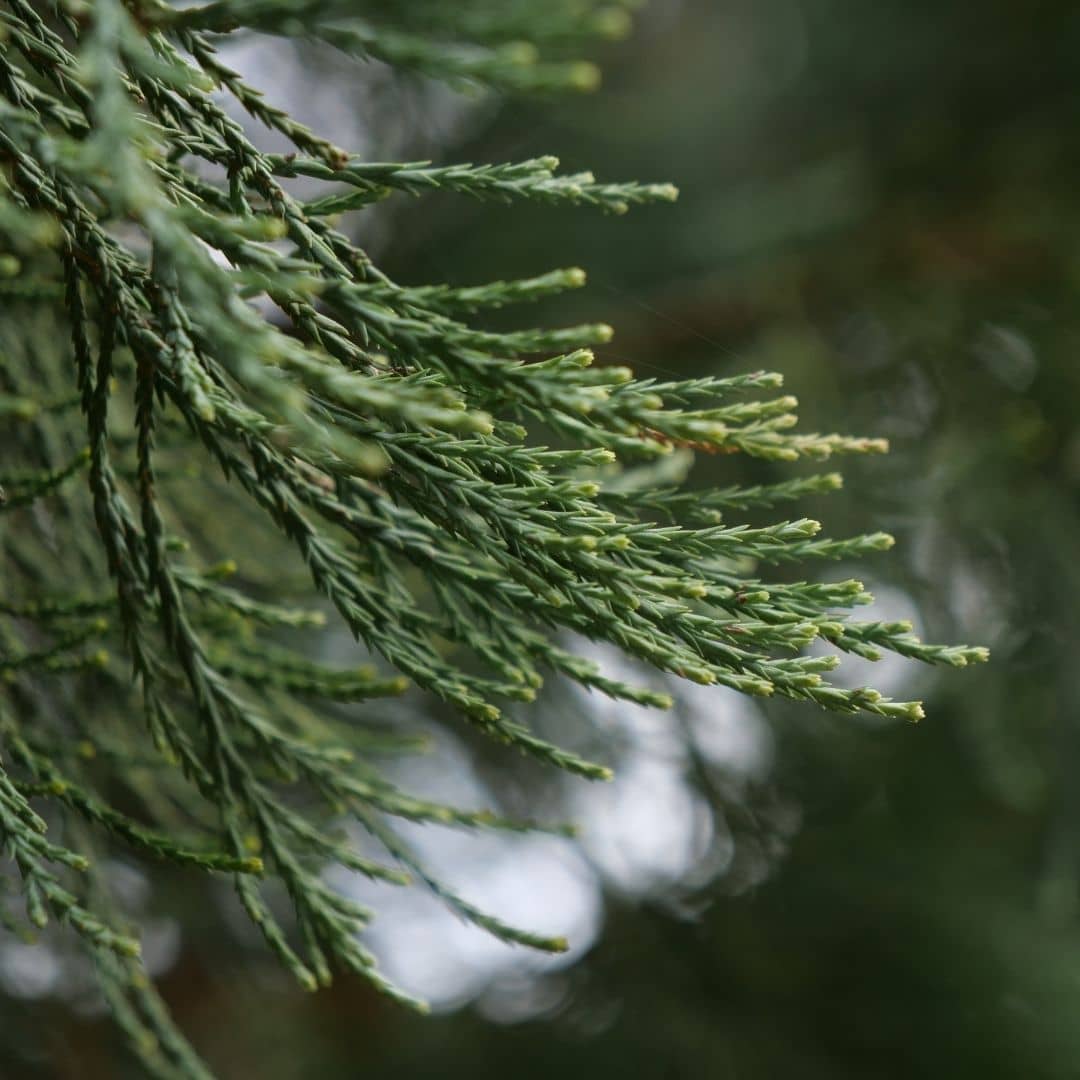 zoom sur le feuillage du séquoia géant sequoiadendron giganteum monde vegetal