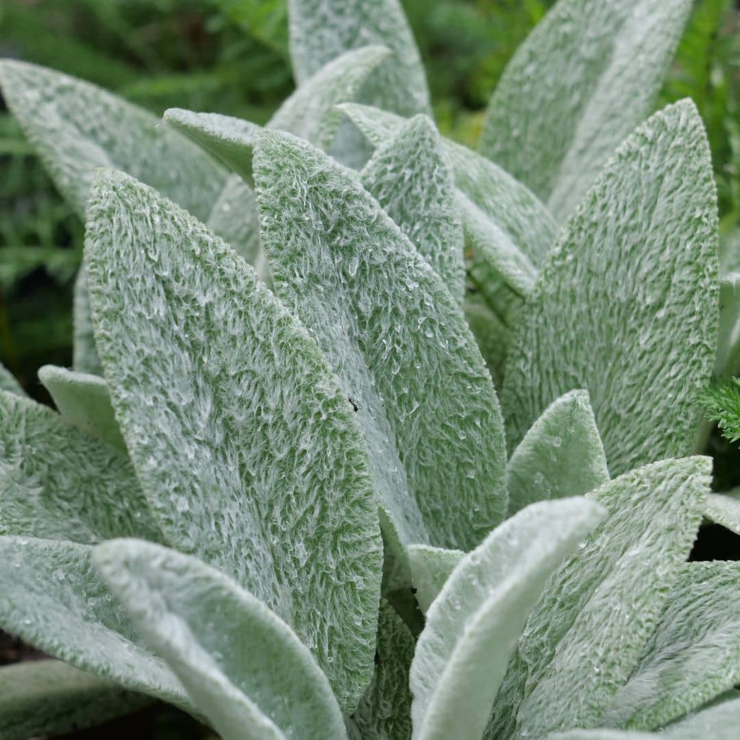 zoom sur le feuillage laineux et argenté de la stachys lanata épiaire de byzance