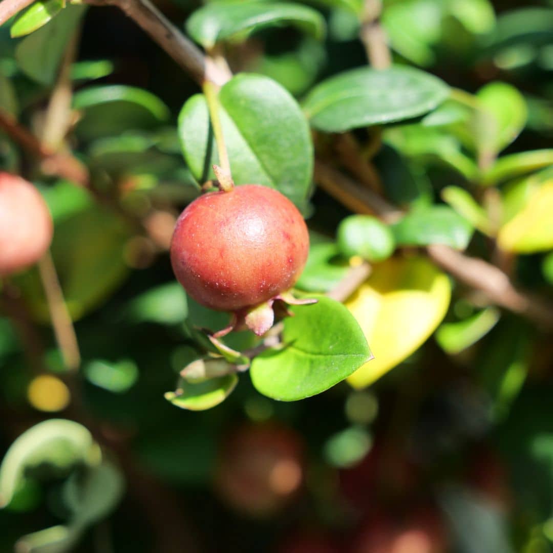 zoom sur le fruit du  goyavier du chili ugni molinae monde vegetal