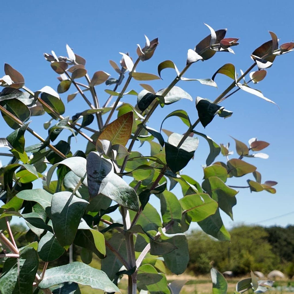 zoom sur le jeune feuillage de l'eucalyptus globulus
