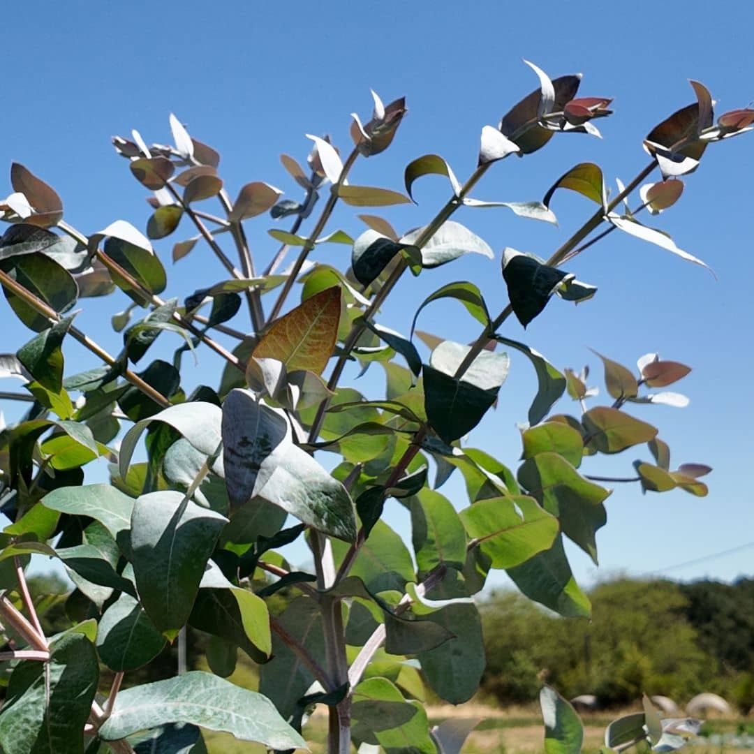 zoom sur le jeune feuillage de l'eucalyptus globulus