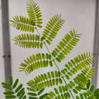 zoom sur le jeune feuillage du delonix regia un arbre tropical élégant à cultiver avec monde vegetal