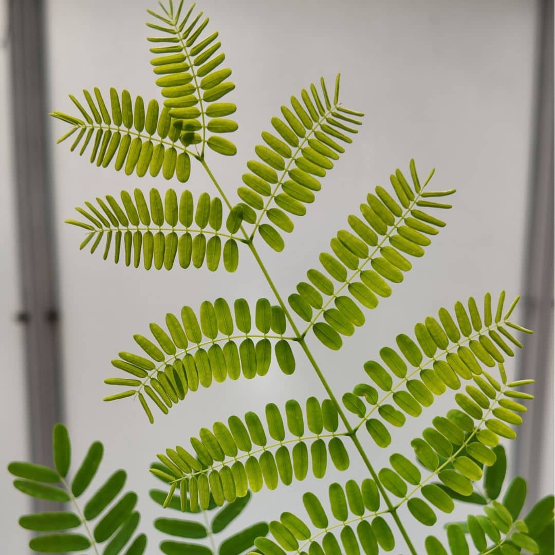 zoom sur le jeune feuillage du delonix regia un arbre tropical élégant à cultiver avec monde vegetal
