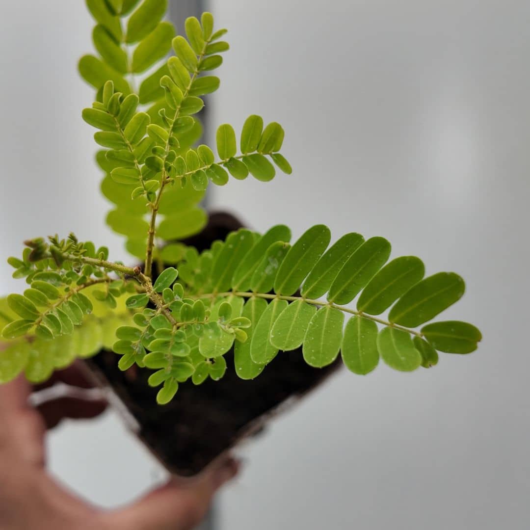 zoom sur le peltophorum d'asie Peltophorum pterocarpum arbre tropical rare à fleurs jaunes 