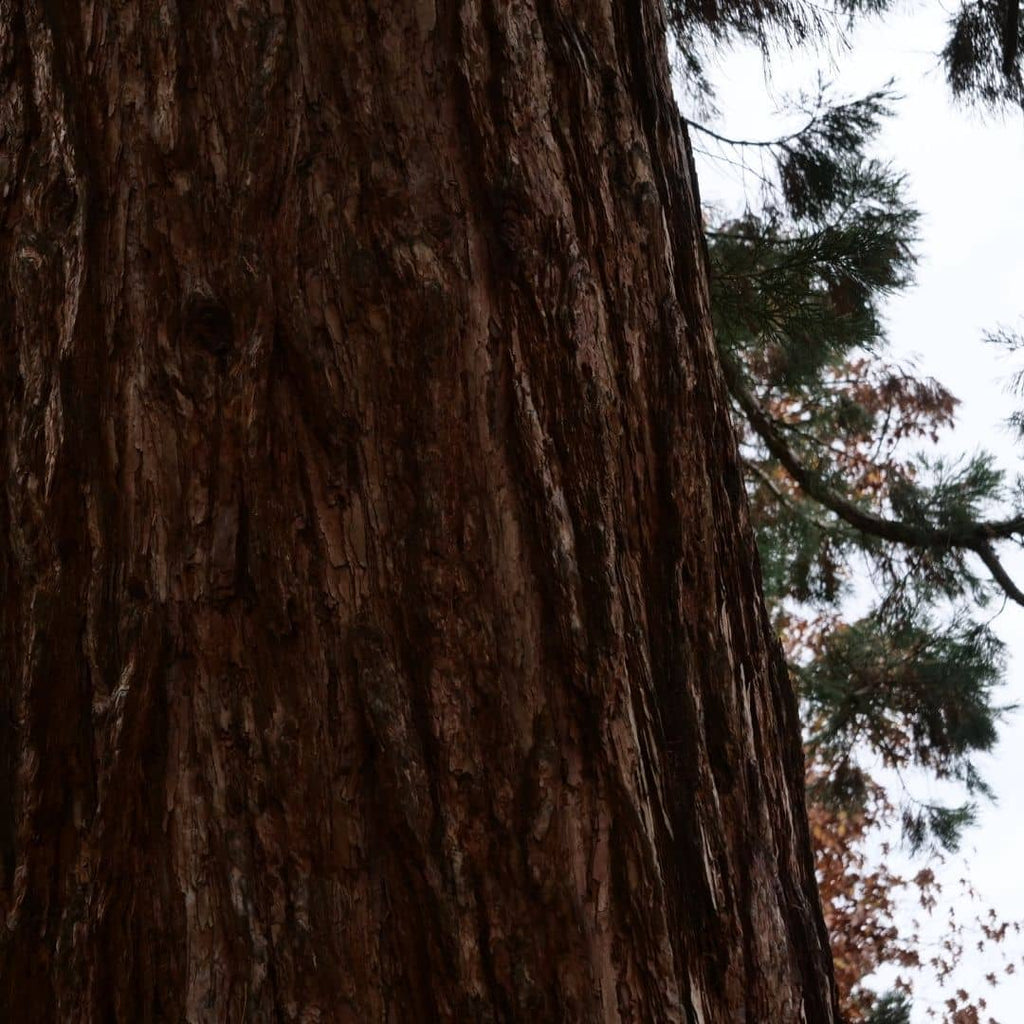 zoom sur le tronc du sequoiadendron giganteum un des plus grands arbres du monde vegetal