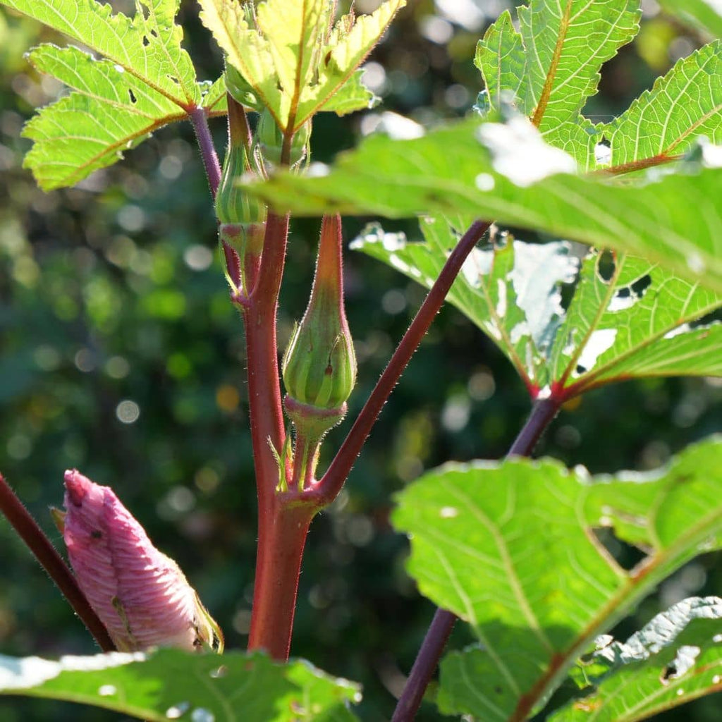 zoom sur les bourgeons floraux du gombo rouge plante potagère rare et insolite