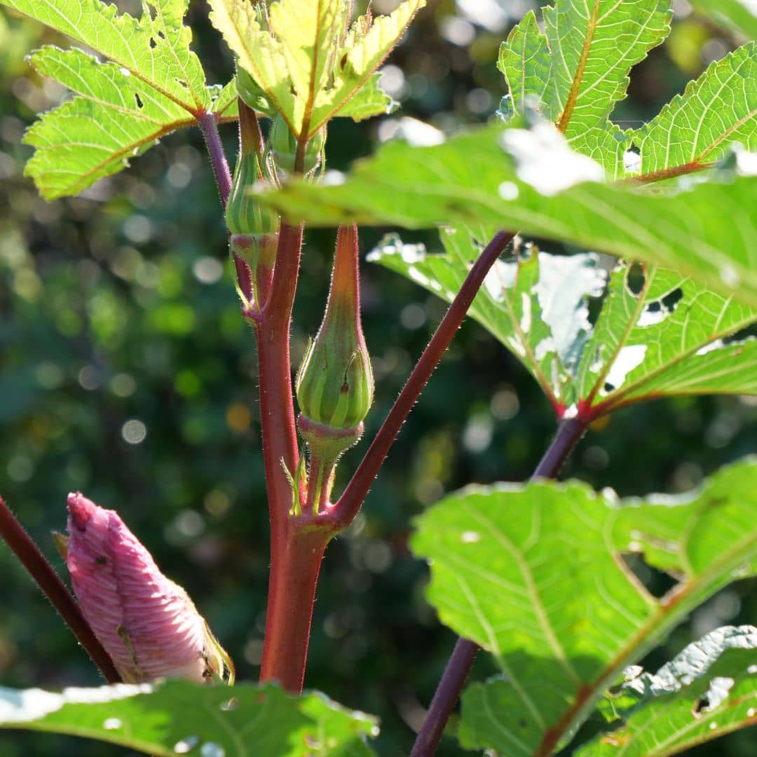 zoom sur les bourgeons floraux du gombo rouge plante potagère rare et insolite
