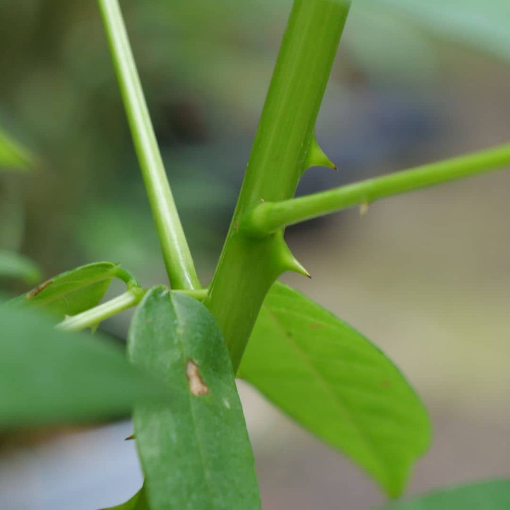 zoom sur les épines de l'arbre corail rustique  Erythrina crista galli
