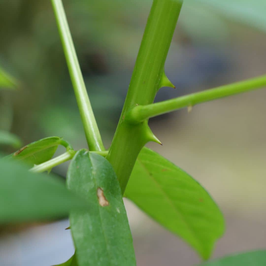 zoom sur les épines de l'arbre corail rustique  Erythrina crista galli