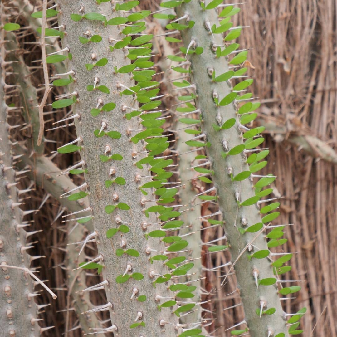 zoom sur les épines de l'arbre pieuvre plante rare spectaculaire résistante au sec