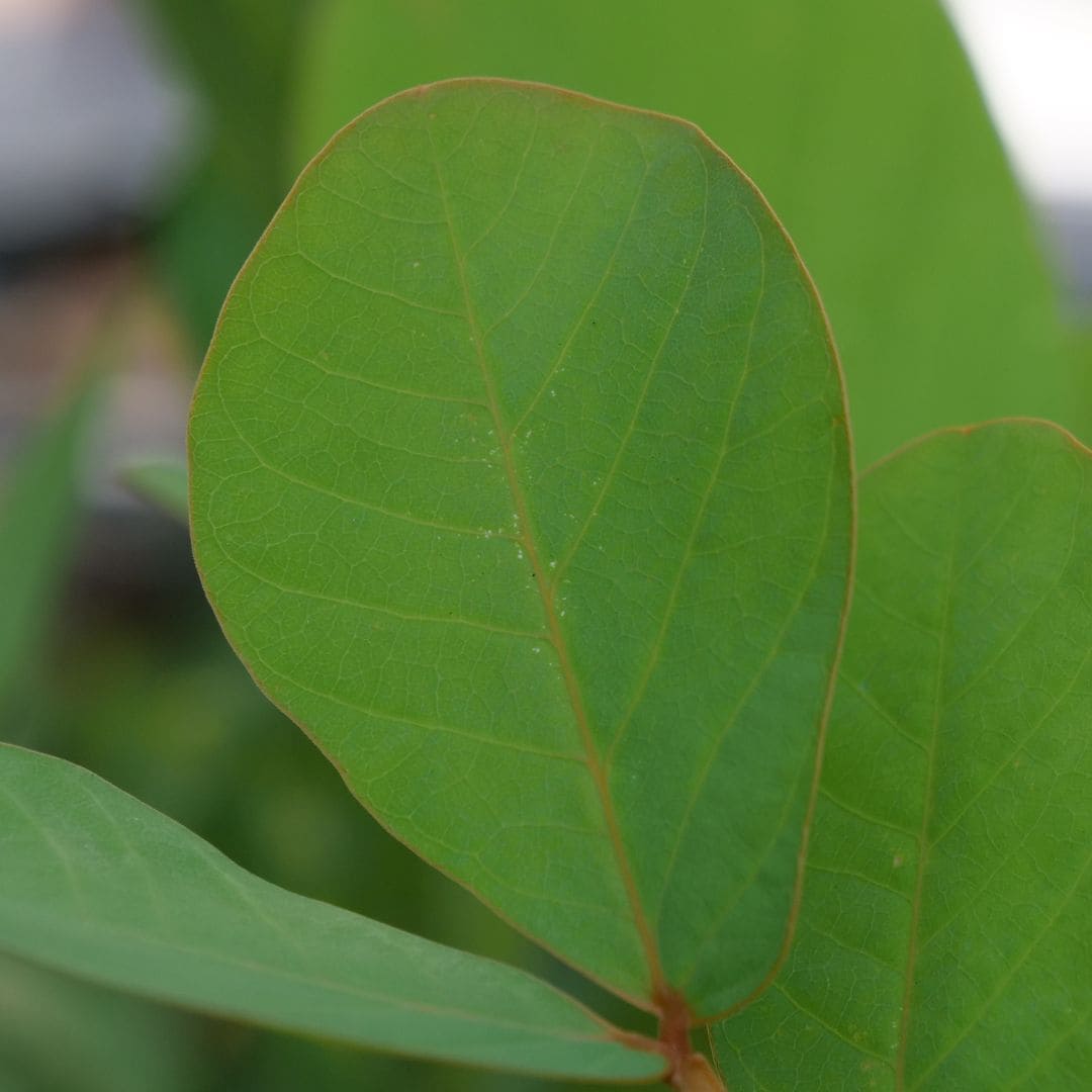 zoom sur les feuilles d'un Baby plant de senna alata de monde vegetal