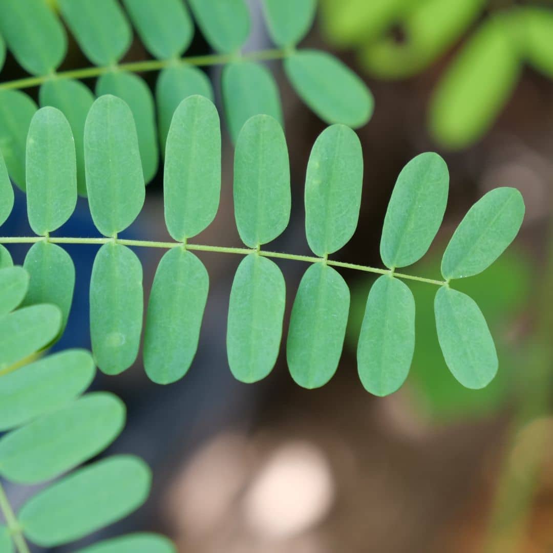 zoom sur les feuilles d'un baby plant de delonix regia flamboyant rouge à cultiver avec monde vegetal