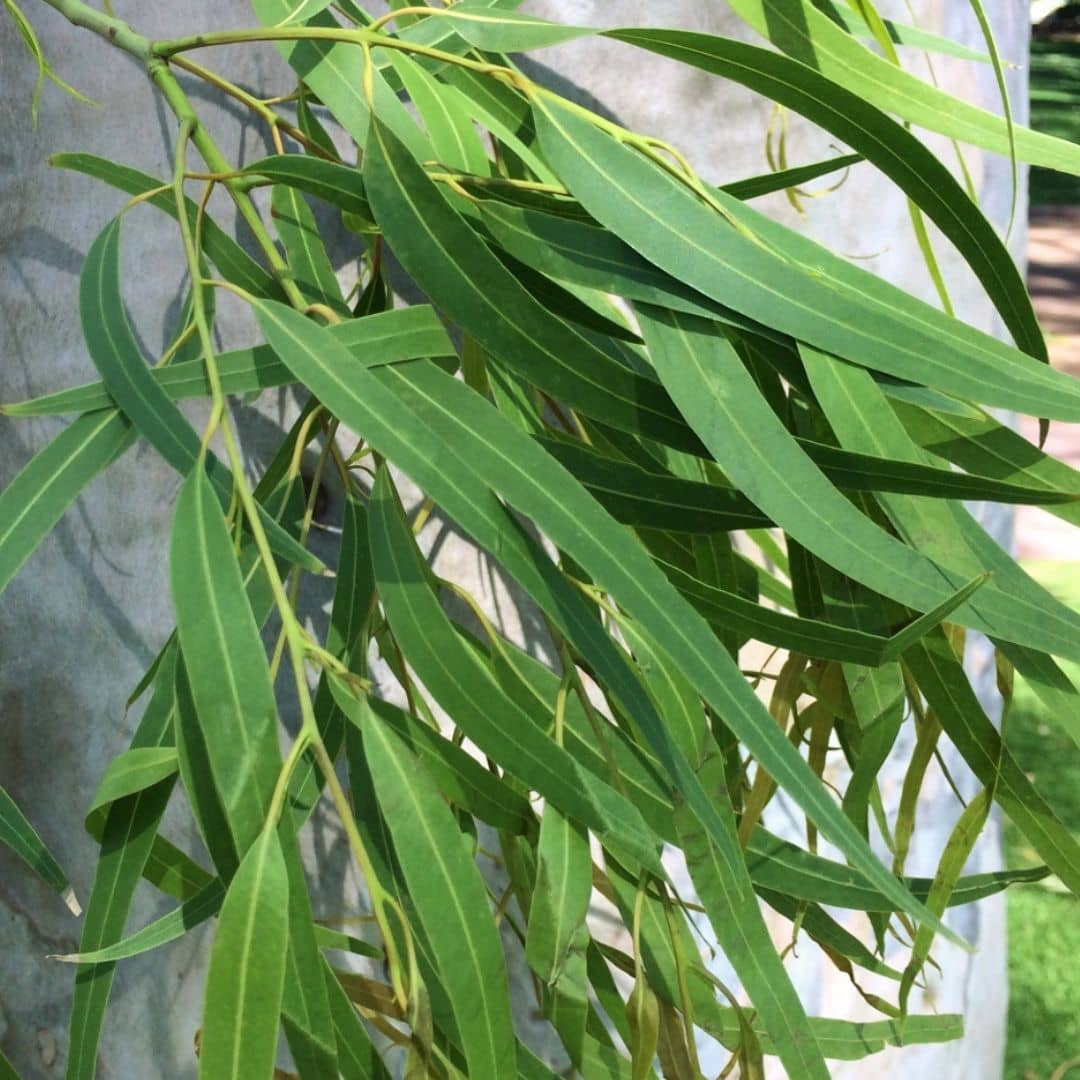 zoom sur les feuilles de  graines Corymbia citriodora