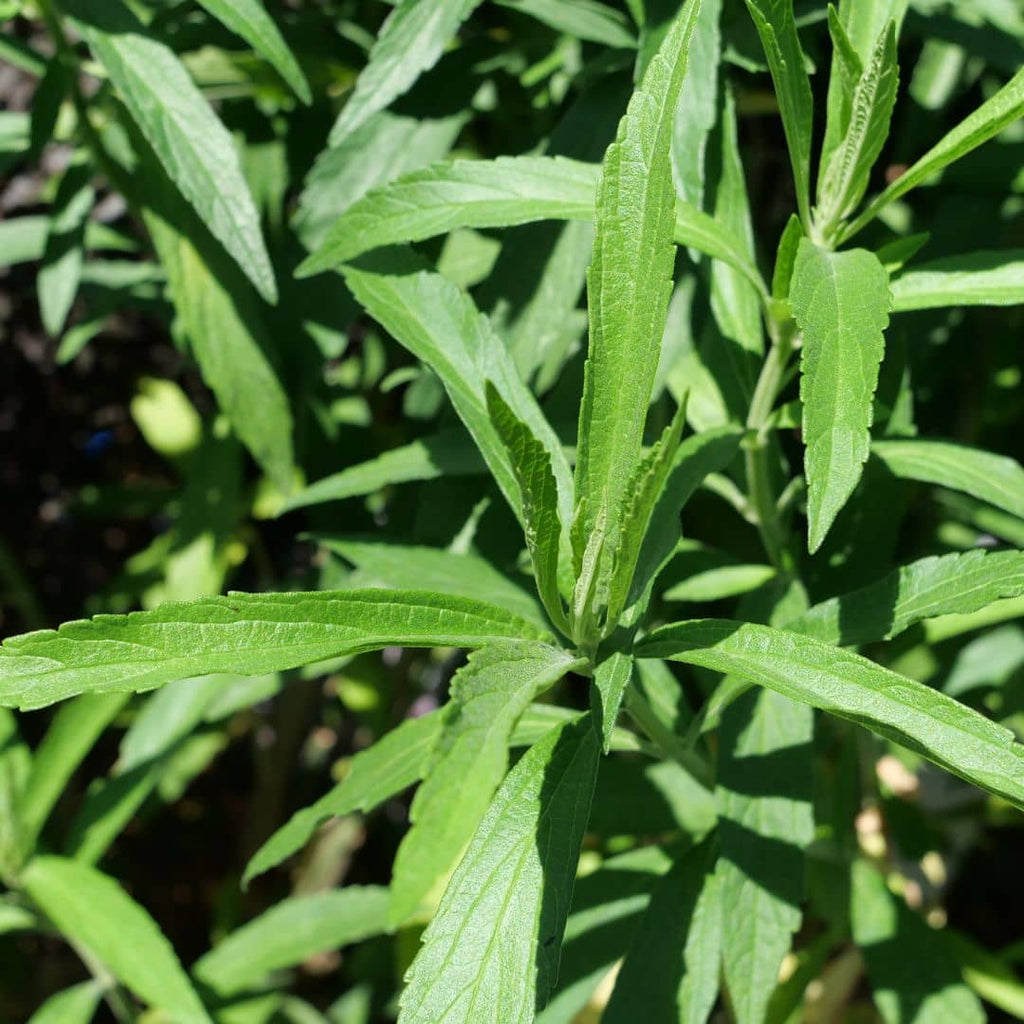 zoom sur les feuilles de la wild dagg plante à fumer utilisée en médecine traditionnelle