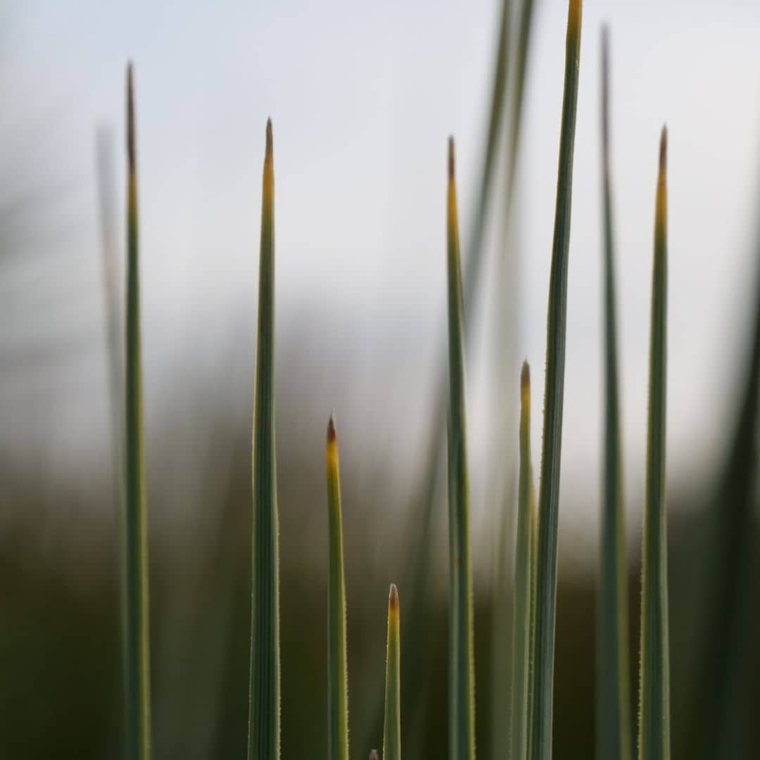 zoom sur les feuilles de nolina nelsonii semences à planter monde vegetal
