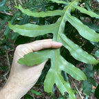 zoom sur les feuilles du Stenocarpus sinuatus arbre tropicale rare aux fleurs en forme de roue de feu originaire d'Australie