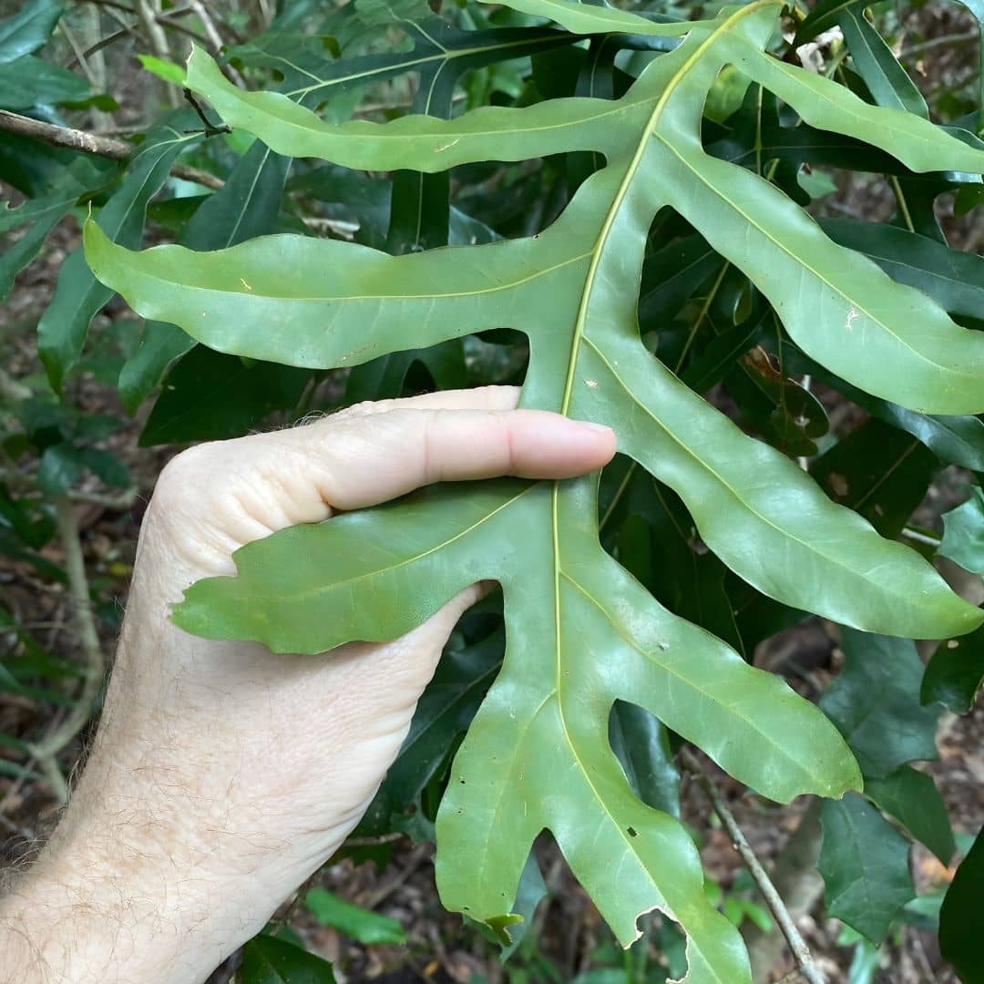 zoom sur les feuilles du Stenocarpus sinuatus arbre tropicale rare aux fleurs en forme de roue de feu originaire d'Australie