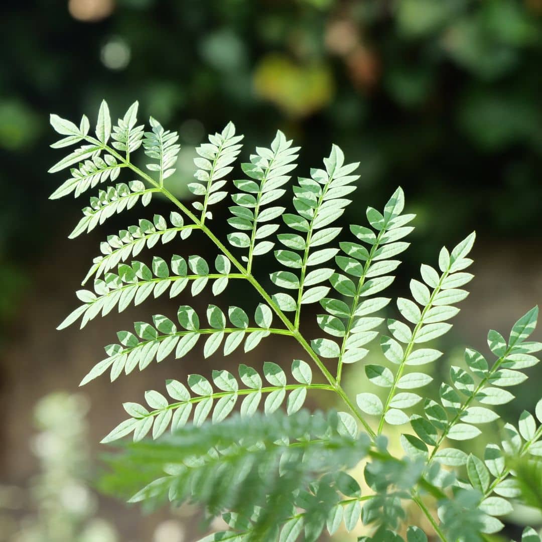 zoom sur les feuilles du flamboyant bleu jacaranda monde vegetal