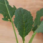 zoom sur les feuilles gauffrées du chou noir de toscane nero di toscane brassica oleracea chou palmier