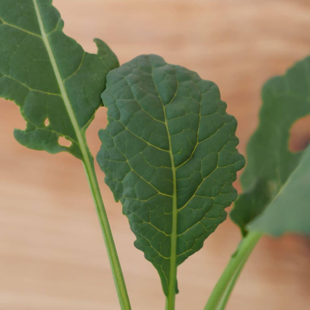 zoom sur les feuilles gauffrées du chou noir de toscane nero di toscane brassica oleracea chou palmier