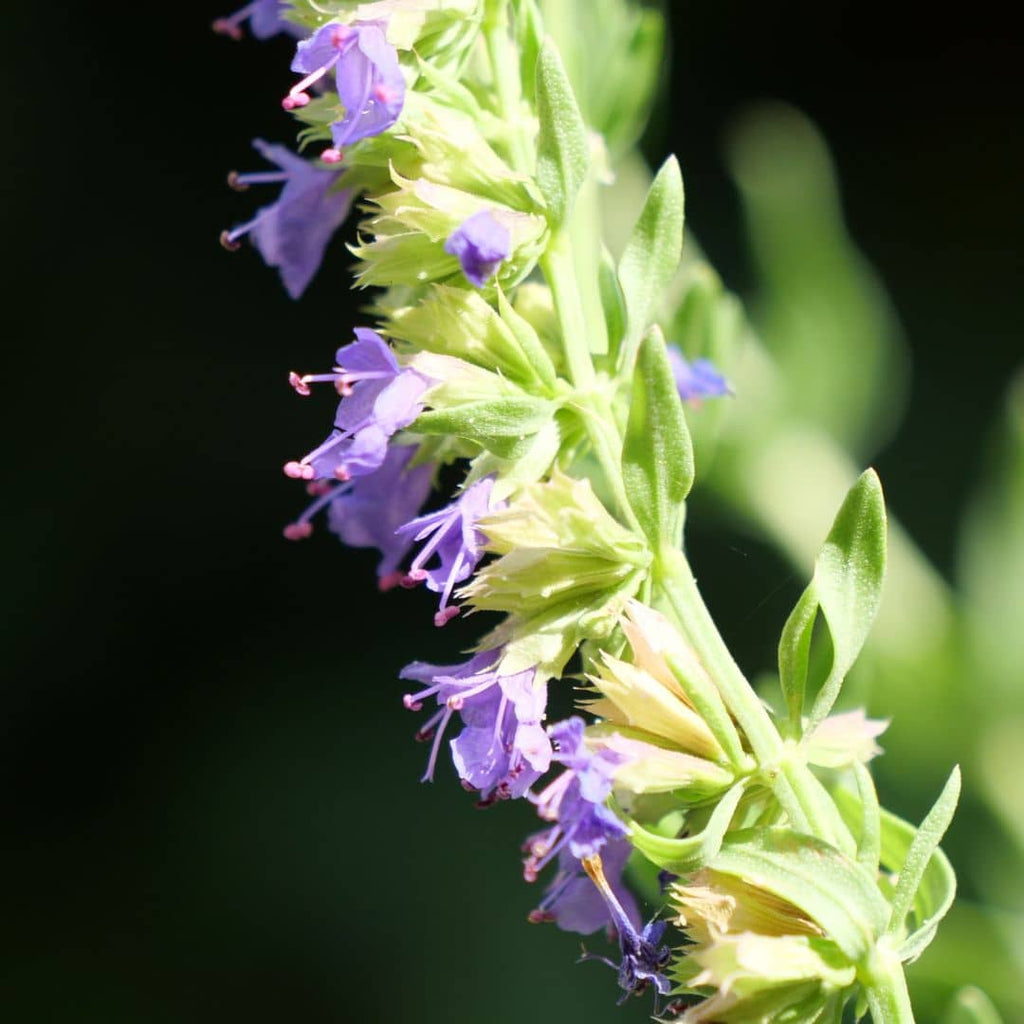 zoom sur les fleurs d'hyssopus officinalis