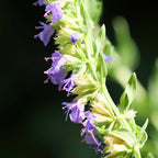 zoom sur les fleurs d'hyssopus officinalis