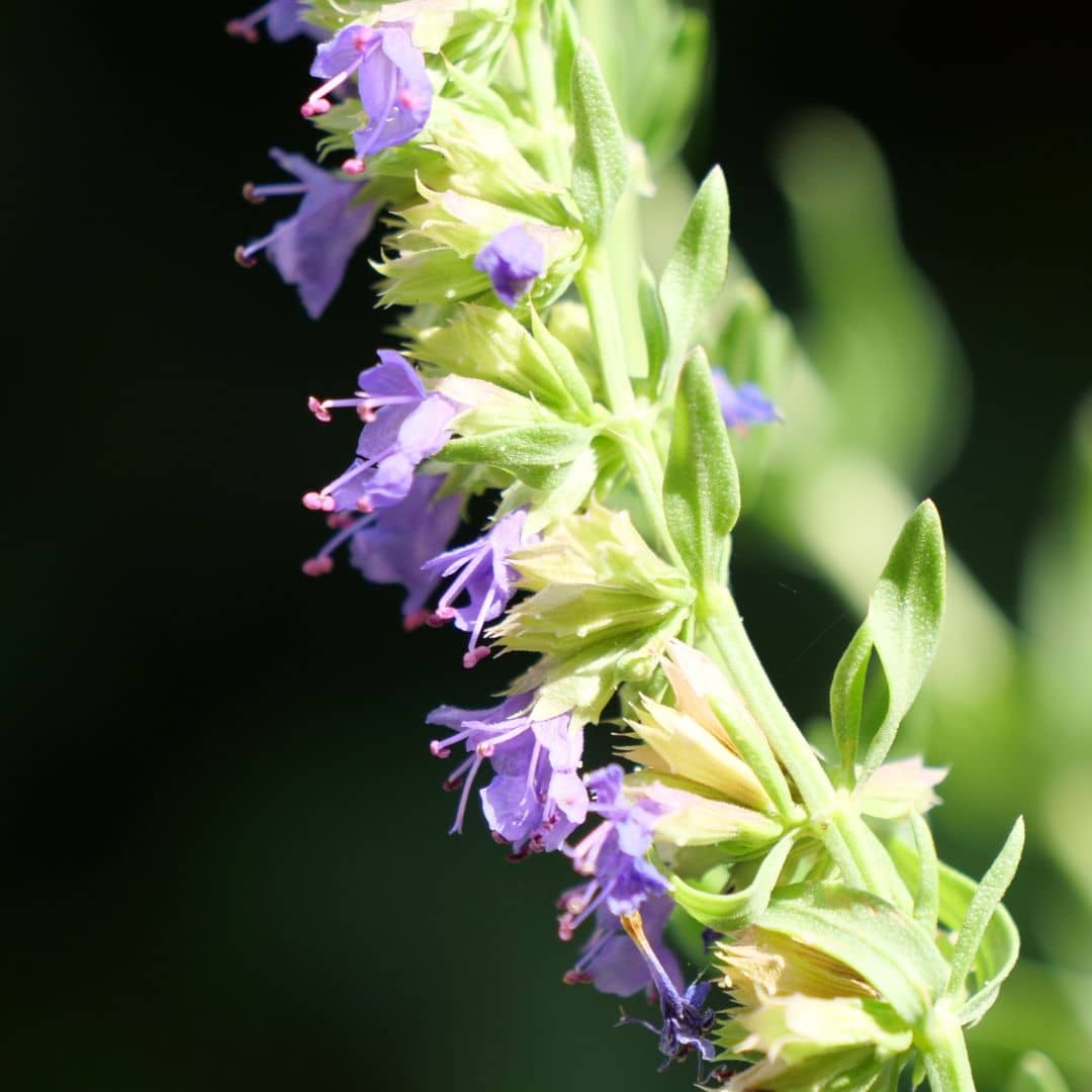 zoom sur les fleurs d'hyssopus officinalis