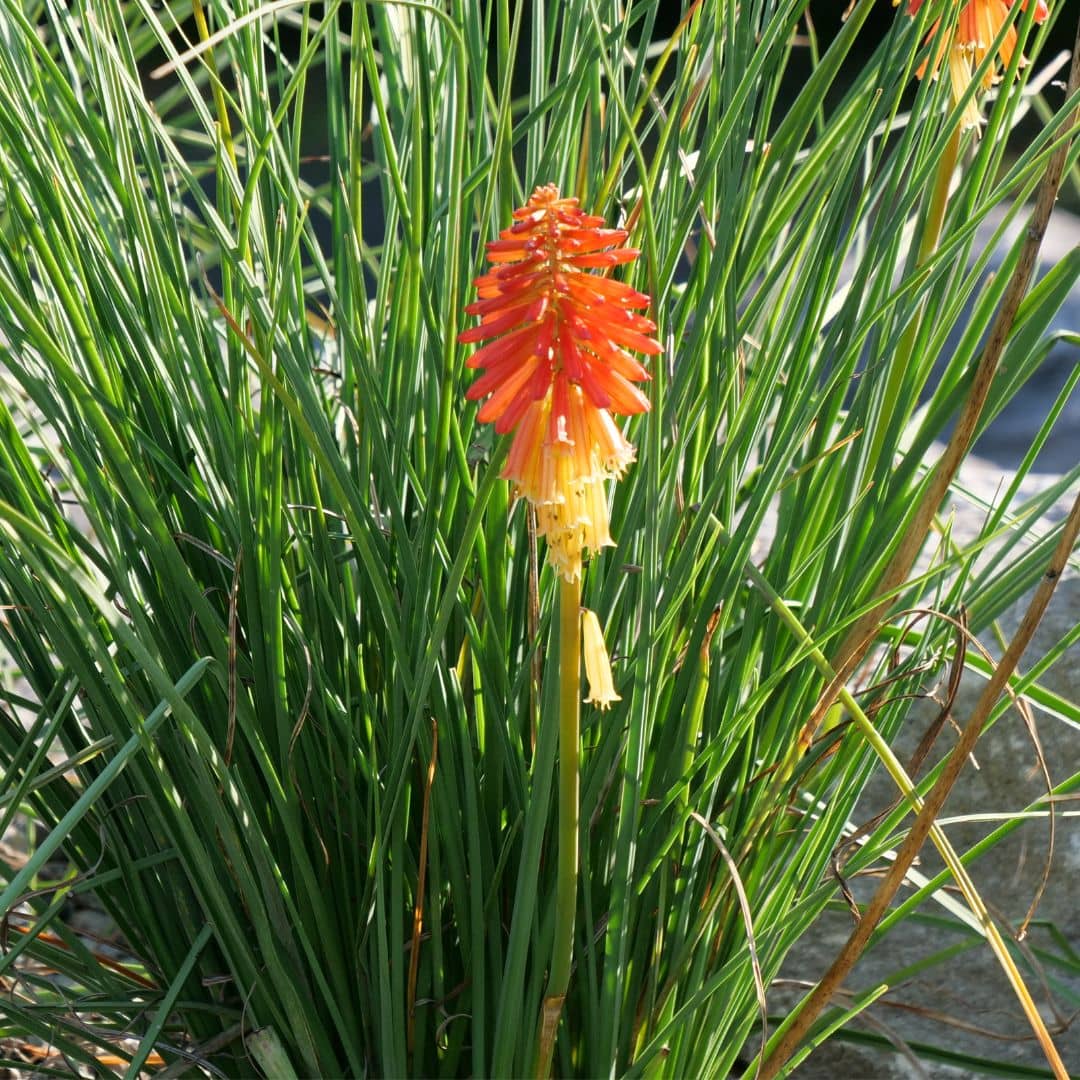 zoom sur les fleurs de kniphofia uvaria tritome à semer 