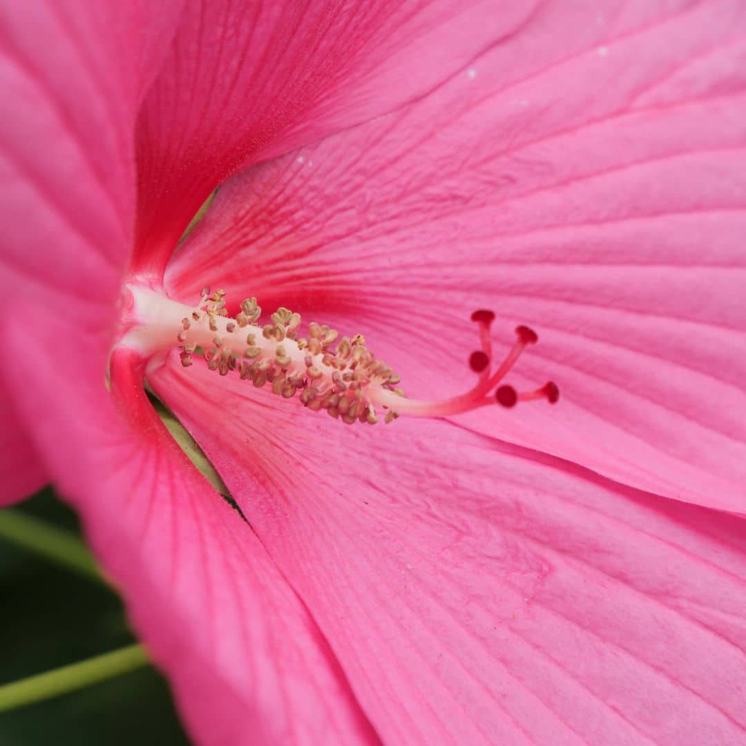 zoom sur les fleurs de l'Hibiscus des Marais Hibiscus moscheutos une des plus grandes fleurs du monde vegetal