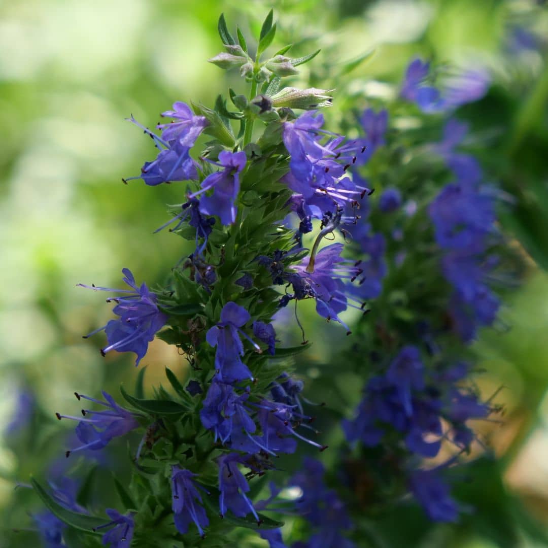 zoom sur les fleurs de l'hysope officinale à cultiver pour les abeilles et la biodiversité