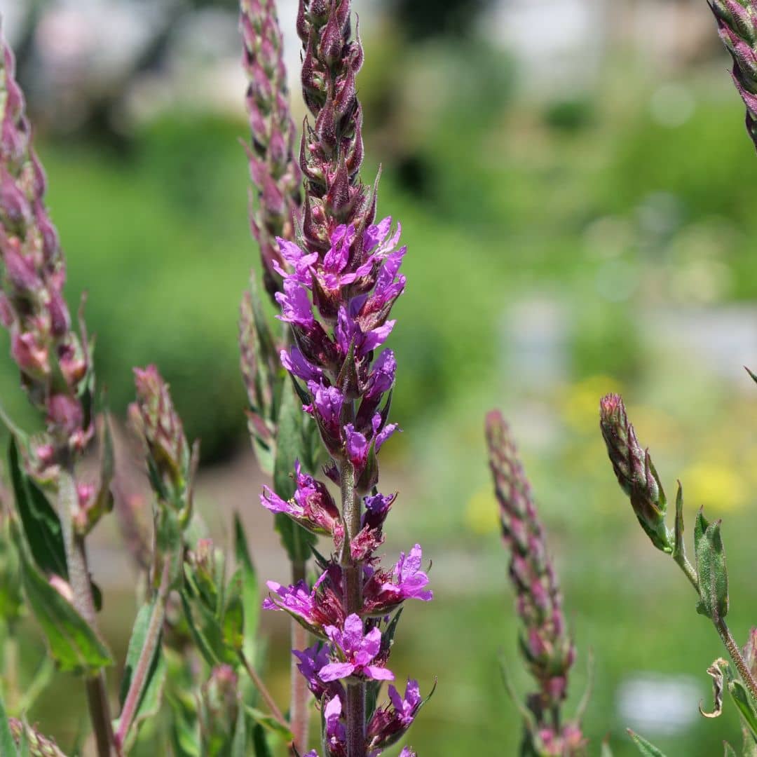 zoom sur les fleurs de la salicaire commune plante sauvage à la floraison longue