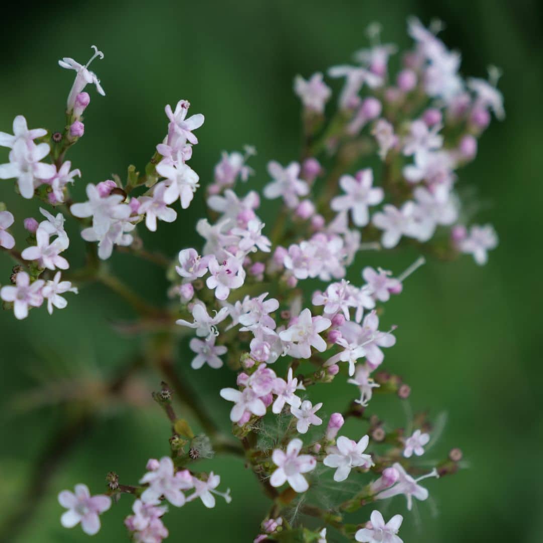zoom sur les fleurs de la valeriana officinalis valériane officinale graines
