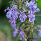 zoom sur les fleurs du romarin rampant salvia rosmarinus monde vegetal