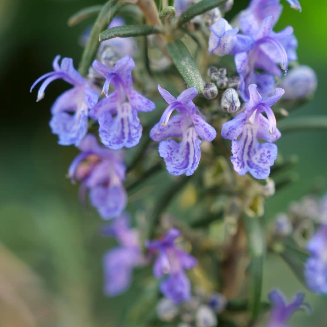 zoom sur les fleurs du romarin rampant salvia rosmarinus monde vegetal