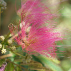 zoom sur les fleurs légères de l'albizia julibrissin et sa floraison estivale rose