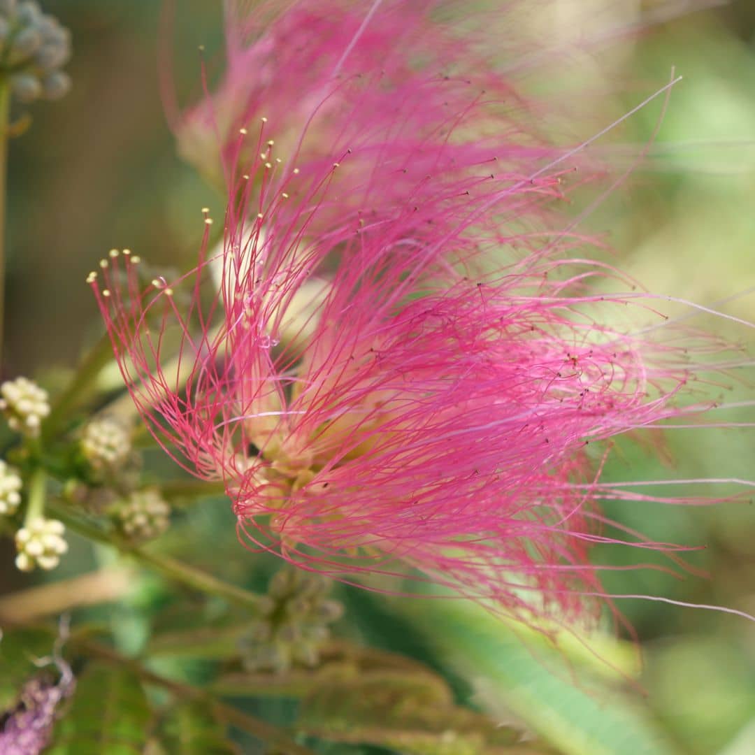 zoom sur les fleurs légères de l'albizia julibrissin et sa floraison estivale rose